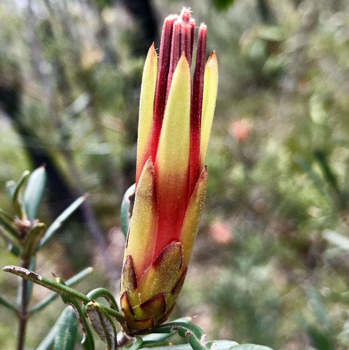 GregBourke3's tweet photo. The Mountain Devil (Lambertia formosa) is the only member of this small genus to be found in eastern Australia, the remaining species only found in Western Australia. First collected in 1770 by Banks and Solander #Proteaceae #nature #flowers #BlueMountainsFlora https://t.co/zI4yZVEZ77