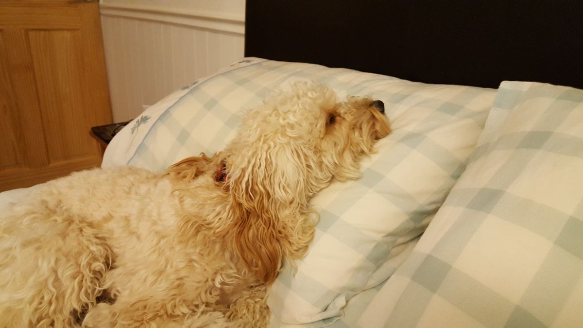 RustyCockapoo's tweet photo. @RichardAArnold happy birthday to my 2nd favourite Cockapoo owner , love from Rusty x,  I only get out of bed to watch you. https://t.co/uHHDu4httP