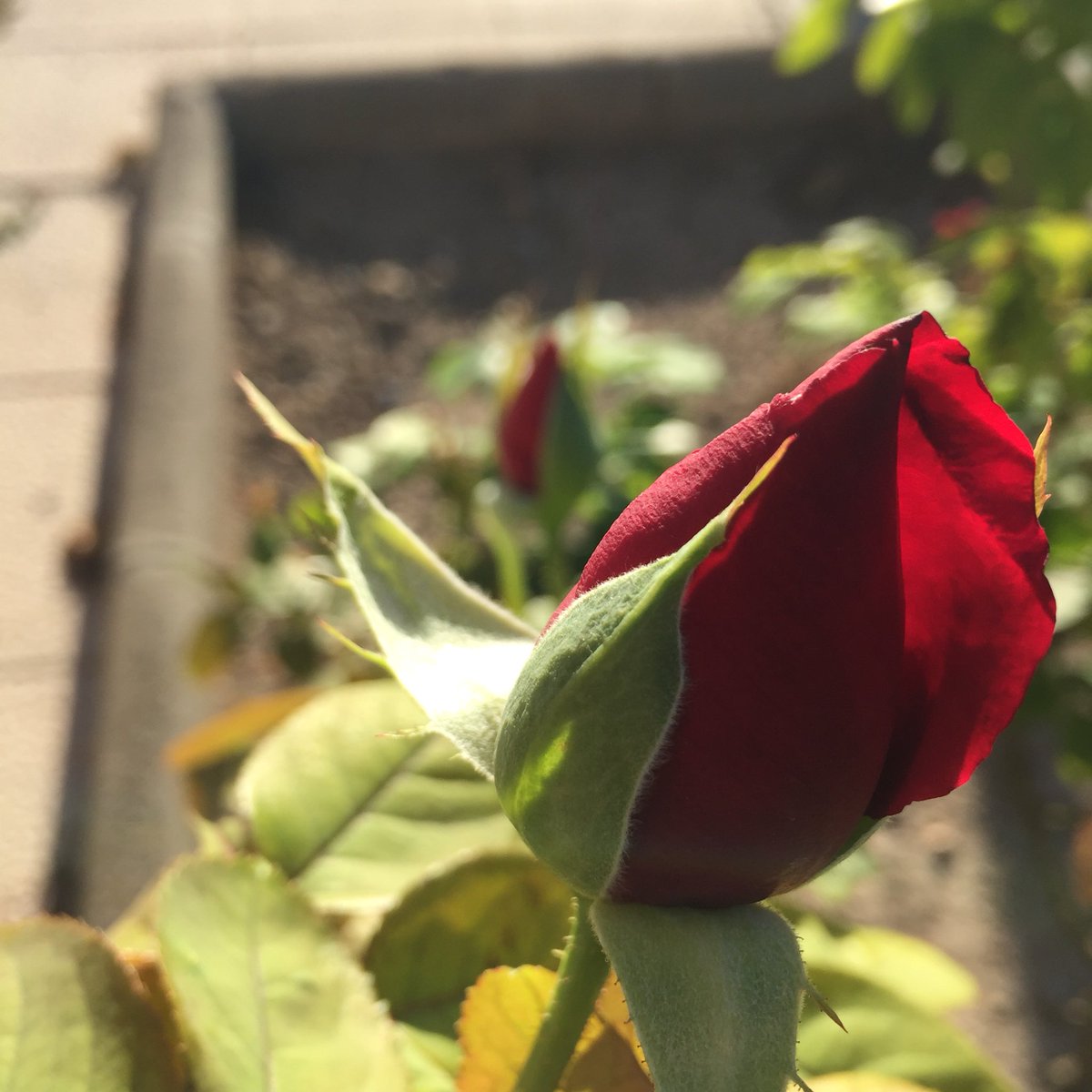 AJTorrefeta's tweet photo. S’obre el dia... #floretesDeTiF #rosa #Torrefeta 
🎗🎗🎗
#TiF #TorrefetaiFlorejacs #RaconetsdeTiF #TiFMola #mosestimemTiF #petitsplaersdeTiF #commagradaTiF #LaSegarra https://t.co/Nmn55zhojc