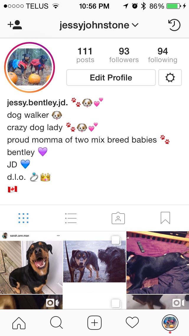 jessyjohnstone's tweet photo. If you like dogs follow my #Instagram #dogs #doggo #dogsoftwitter #needmorefollowers https://t.co/gp5BG4C4ab