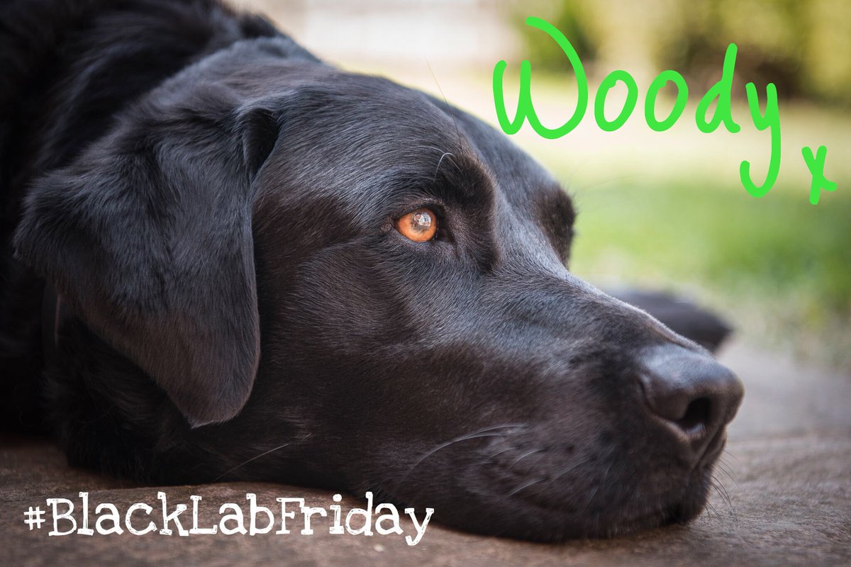 minichaser's tweet photo. Woody’s not looking too fussed about his ‘special’ day 😂 #BlackLabFriday https://t.co/k7vWoxu7wd