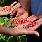 Photo by Monastery Coffee (@MonasteryCoffee)