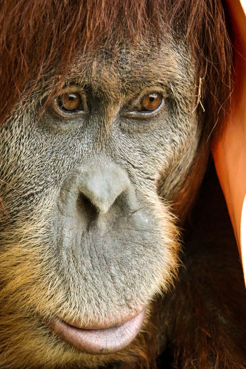 Zoos Victoria tweet media