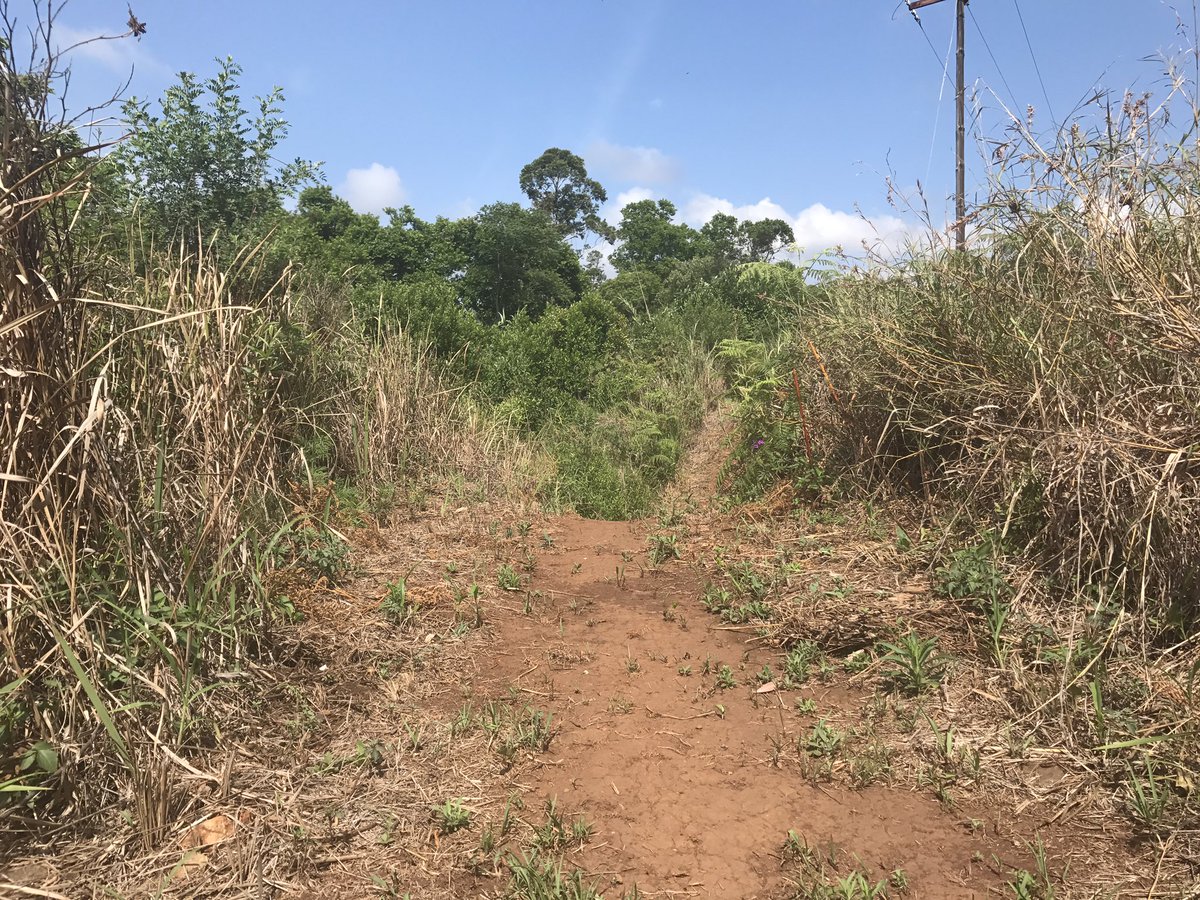 Mankele MTB tweet media