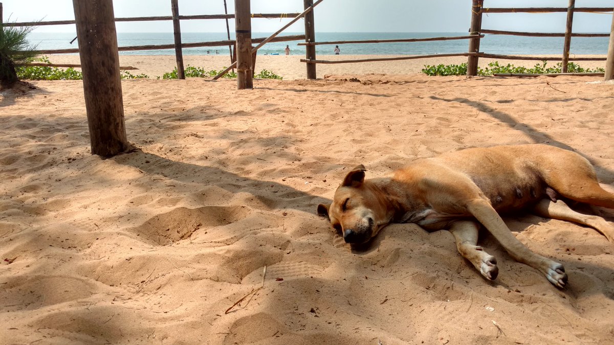 oddtazz's tweet photo. Beach life #hackbeach https://t.co/CgdF28Pc7k