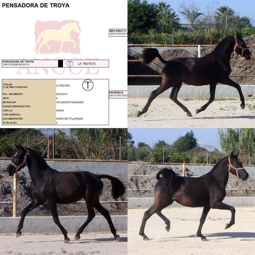 latroyeta's tweet photo. PENSADORA DE TROYA yegua de Pura Raza Española nacida en 2014, incluida en el lote puesto a la venta por yeguada La Troyeta. Más información en el teléfono 629505656 (Pedro). #PRE #purarazaespañola #yeguadalatroyeta #yegua #sicab #precval #spanishhorse #… https://t.co/m8lL6GjCJi https://t.co/el7lAPjYT9