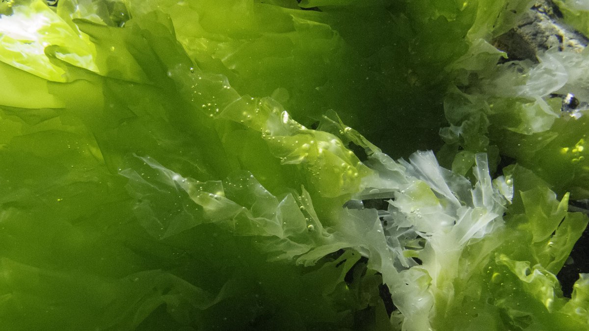 Baseline_NZ's tweet photo. The #ocean produces >70% of our oxygen! Divers captured #seaweed producing O2 on a sunny day in #Wellington #NZ! Take a dive in a sea of bubbles: https://t.co/7Xhyytst61 @scicomnz @GUE_Baseline #LoveSeaweed https://t.co/J4H0trnDYU
