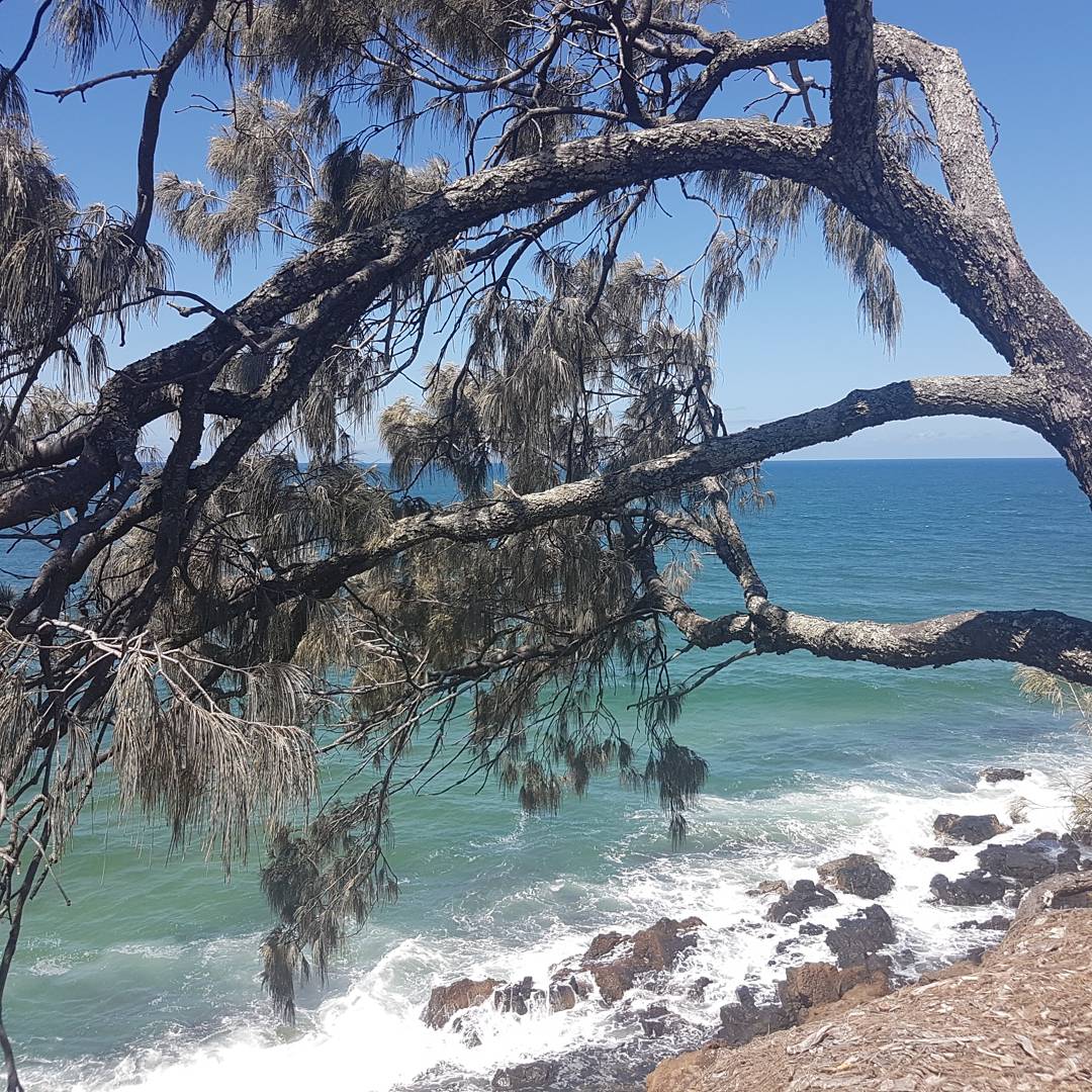 Say_I_will's tweet photo. Beautiful #Coolum #thisisqueensland #VisitSunshineCoast @sunshinecoastoz @CouncilSCC @Queensland https://t.co/y74lHCSrrK