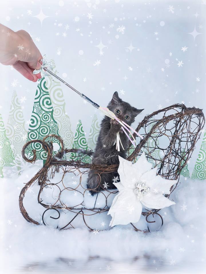 CeylonsWands's tweet photo. Black Friday Deals #cattoys #Caturday #CatsOfTwitter #catgifts #catsofinstagram #catsandkittens #cats https://t.co/gejRyJ6HSU