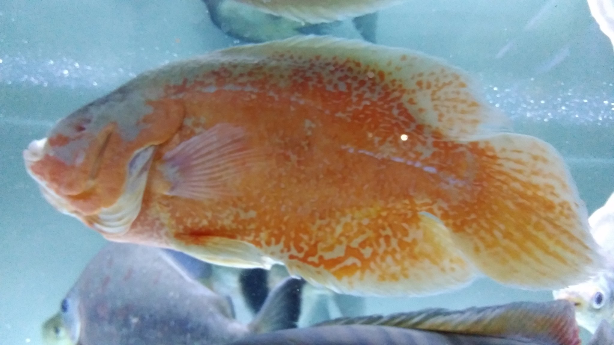 Uzivatel アクアショップしなの Na Twitteru ブラックフライデー アルビノオスカー片目無し 約25 無料です お引き取りのお客様にブラック缶コーヒー１本プレゼント 宜しくお願いします 当店は発送での販売はしておりません 沼 アクアショップしなの