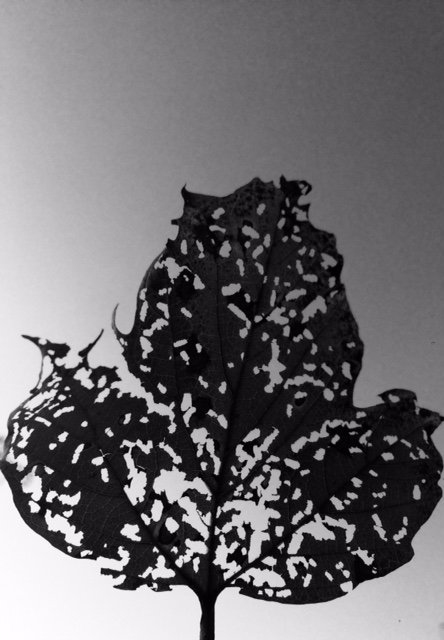 Simon_ISB's tweet photo. #blackandwhitephotography #abstract #aaronsiskind #mslearns https://t.co/tR2iArKIQK