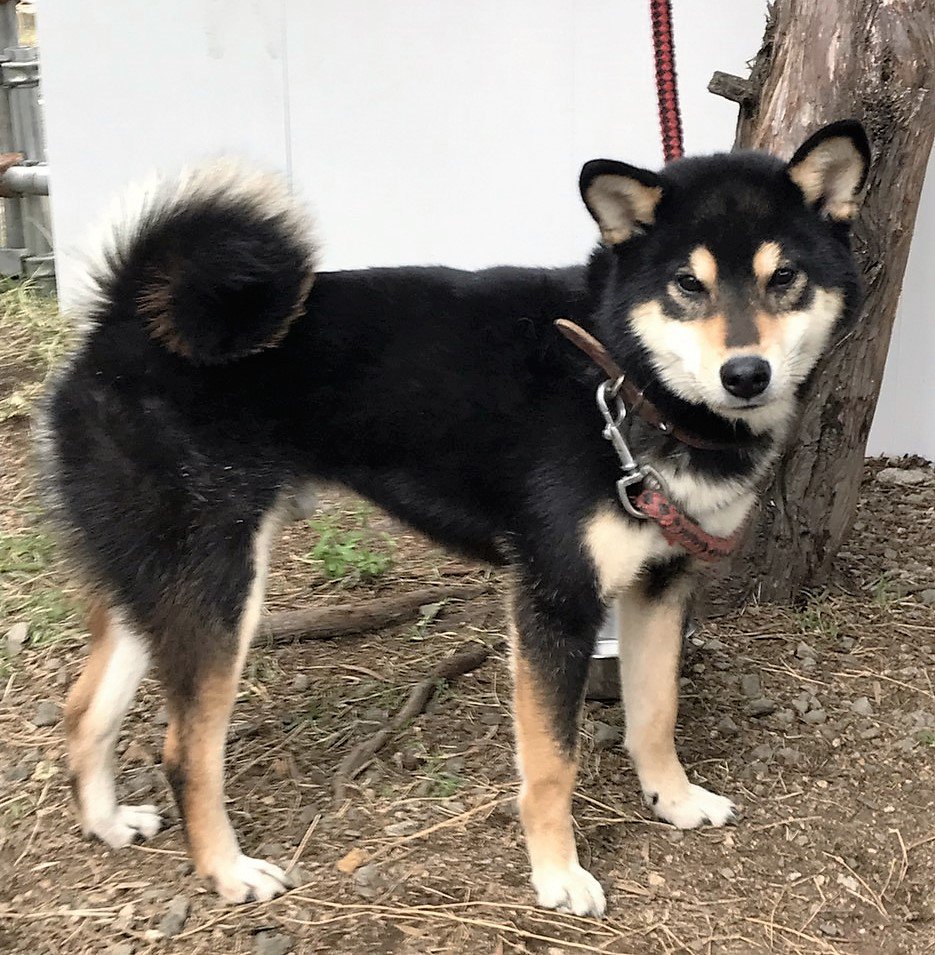 w_seikatuhoken's tweet photo. 【迷子動物保護情報】（№4291124）種類：柴犬系、性別：オス、保護場所：和歌山市坂田、保護日：平成29年11月20日、オレンジリード付き、保護期限：平成29年12月1日。問い合わせ先：073‐488‐5114 https://t.co/DeTRB7uCo1