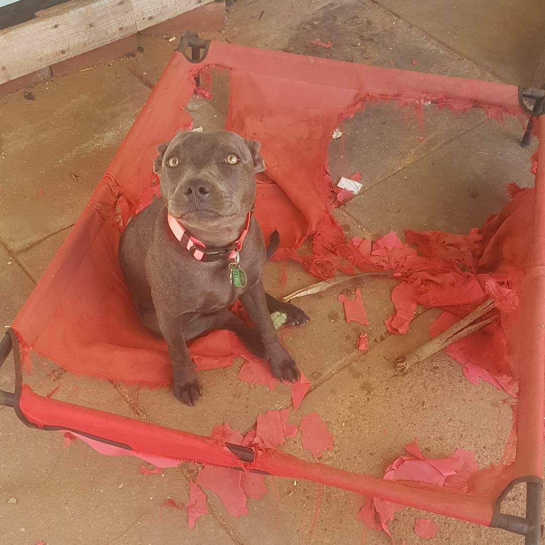 DestructionDogs's tweet image. Title: 'Me. You. New Bed. Now. Please.'⠀
Artist: Billie⠀⠀
Materials: Daybed
#destructiondogs #doggo #dog #puppy #pup #TGIF #staffy #PleaseForgiveMe #cute #dogsarethebest