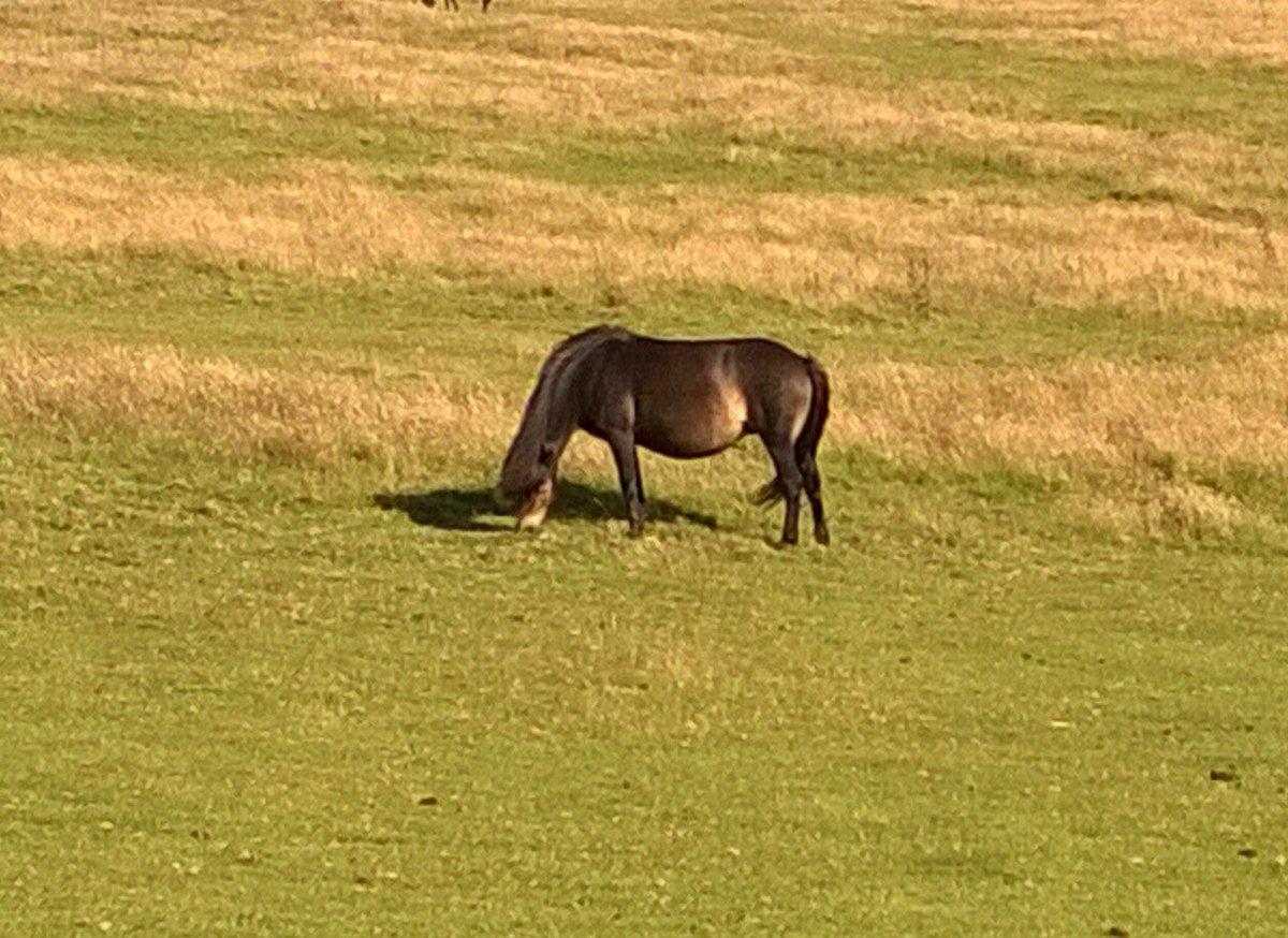 Porlockcoast1's tweet photo. 24 Nov 1877 Black Beauty published. #❤️Exmoor Ponies @EPS_exmoorpony @holnicoteNT @Exmoor_Reise @natuurvriendin @gartenzwerg333 @PeriwinkleCott1 @ifootpathuk @DiscoverPorlock @TypingTrivia @jimpy368 https://t.co/QGWdtobOjz
