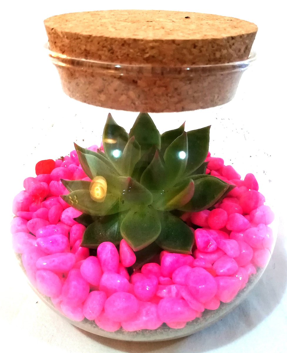 mygreendubai's tweet image. Pink and gorgeous. Simple echivera with pink stones makes it a wonderful giveaway for any party favors. Call or Whatsapp now on +971502937772 or visit us on mygreendubai.com
#uae #boxdesigns #mydubai #mygreendxb #stemandleaves #dubaibloggerscommunity #echiveria