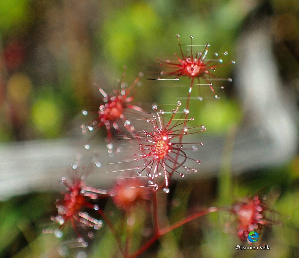 The force is strong with this one #droseramenziesii #plants #flowers #flora #australianplants #carnivorousplant #insects #insecteating #wa