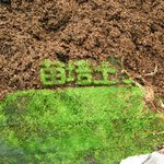 天然のモスグラフィティｗ苗培土は一年放置すると草じゃなくて苔生える!