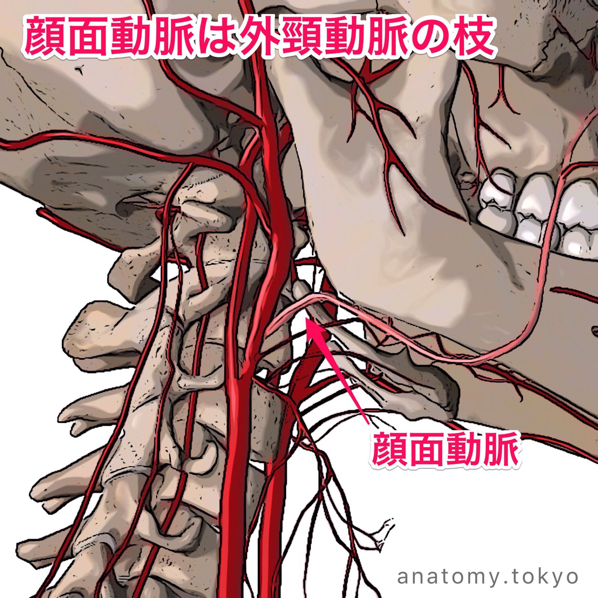 Uzivatel かずひろ先生 なるほど解剖学 Na Twitteru 顔面動脈は 動脈 の枝である 解答 外頸動脈 顔面神経は外頸動脈の枝です 外頸動脈は頸部で多数の枝を出すのに対し 内頸動脈は頸部では一切枝をだしません 内頸動脈は頸動脈管より頭蓋腔内に入ってから枝を
