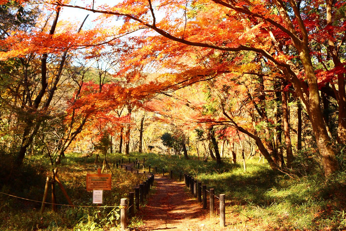 嵐山町公式 V Twitter 嵐山渓谷は 青空に真っ赤な 紅葉 が映え 絶好の 紅葉狩り 日和です 飛び石からの眺めは 最高の 写真撮影スポット です ぜひ 嵐山渓谷へお越しください もみじ狩り もみじ 嵐山町公式 V Twitter 嵐山渓谷は 青空に真っ赤な 紅葉 が映え 絶好の 紅葉狩り 日和です 飛び石からの眺めは 最高の 写真撮影スポット です ぜひ 嵐山渓谷へお越しください もみじ狩り もみじ