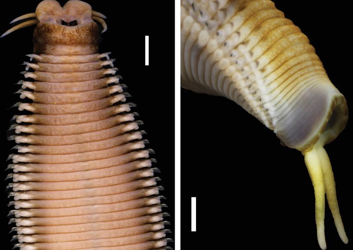 ZooKeys_Journal's tweet photo. Marphysa victori: a new ringed worm species found in the waters Arcachon Bay, France + identification key for genus Marphysa in Europe https://t.co/UOZobQzNmX #Annelida #Eunicidae https://t.co/Z6OUWbz9hl