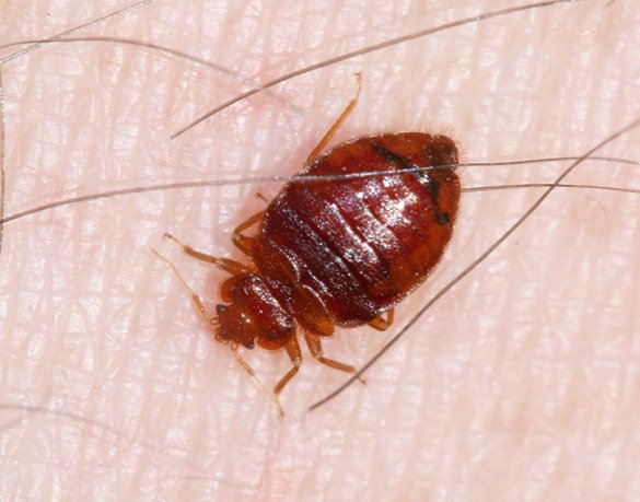 4 Pest Control Ways To Avoid Spreading #BedBugs In Home bit.ly/2iMdbET - #NiagaraBedBugs #Niagara #Welland #PestControl #extermination