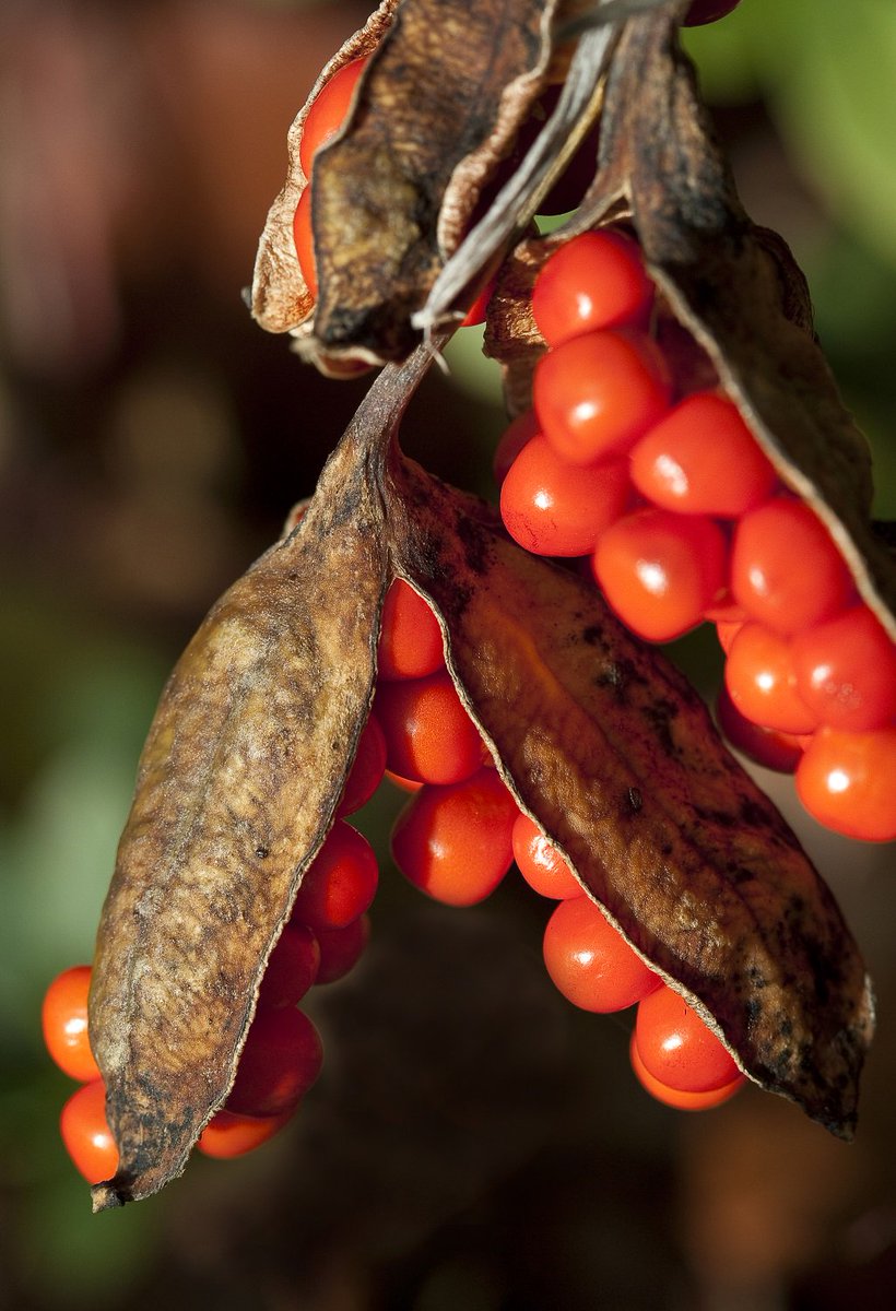 The_RHS's tweet photo. Bring some winter magic to your garden with December's issue of #TheGarden which lists 10 plants and trees that are particularly interesting this time of year, inc. this Iris foetidissima 😍 https://t.co/7SS2wUXDK9 https://t.co/n5ZIlGOniD