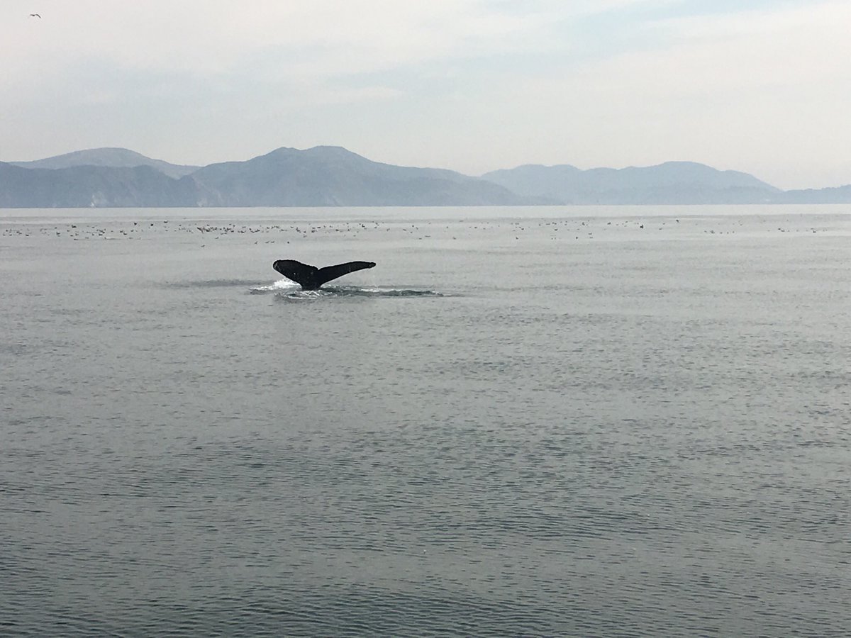Thinking of #plasticpollution generated by #BlackFriday and what that means for our #oceans. Can we have #GreenFriday or #BlueFriday instead, so our kids get views like these? #Saveouroceans @seashepherd <a href="/Seasaver/">Blue Planet Society</a>