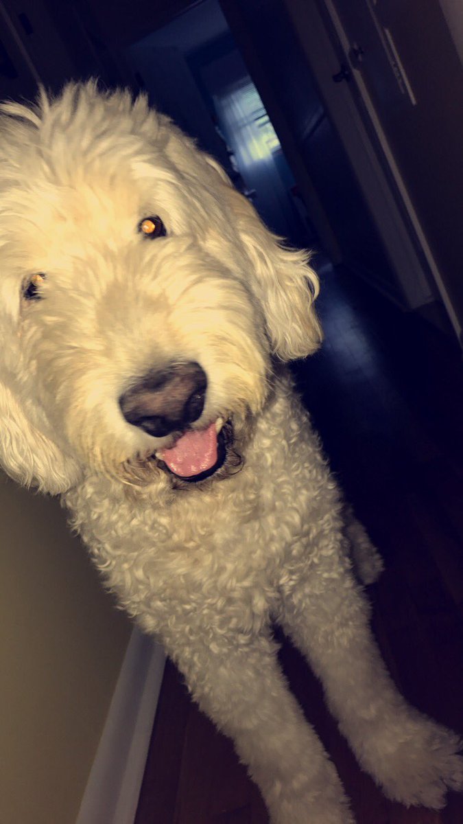 DVanitvelt's tweet photo. Best friends come and go, but you stuck by me since kindergarten. I’m sorry I can’t be there to say goodbye one last time, but I love you, and thank you for everything that you’ve done for me❤️ R.I.P Comet, rest easy buddy❤️ https://t.co/G6c4fZqtC3