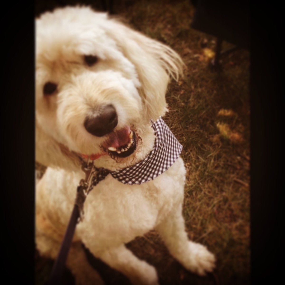 DVanitvelt's tweet photo. Best friends come and go, but you stuck by me since kindergarten. I’m sorry I can’t be there to say goodbye one last time, but I love you, and thank you for everything that you’ve done for me❤️ R.I.P Comet, rest easy buddy❤️ https://t.co/G6c4fZqtC3