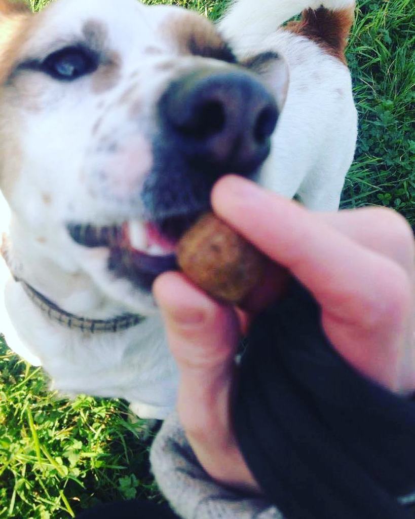 timetotrotpets's tweet photo. 'Ooohhh treats! Yes please' 🐶 #dogwalking #dogwalker #timetotrot #walkies #dogsofinstagram #jackrussellsofinstagram #treats #treattime #brysons #animalshelter #adoptdontshop #🐾 https://t.co/udMnSmcEEc https://t.co/TjAxBOa65x