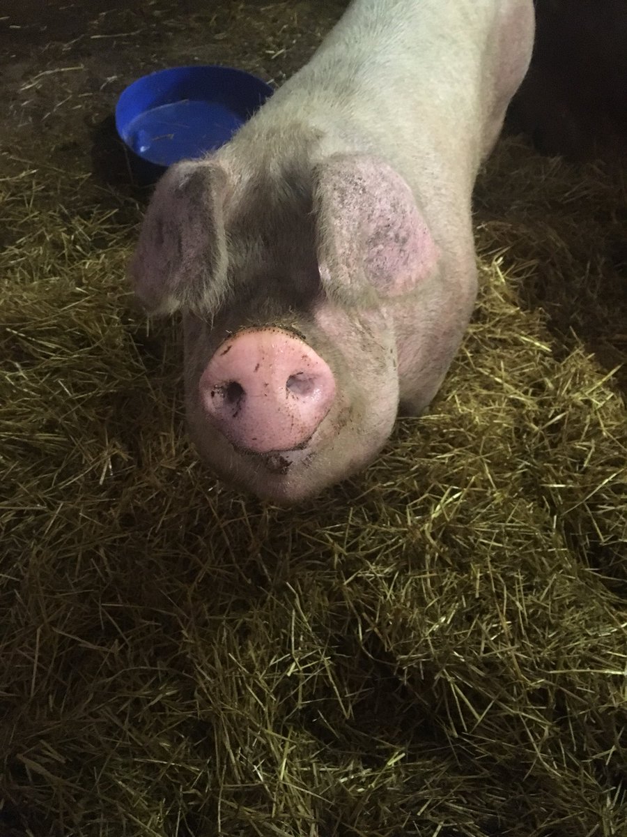 RVHS Farm tweet media