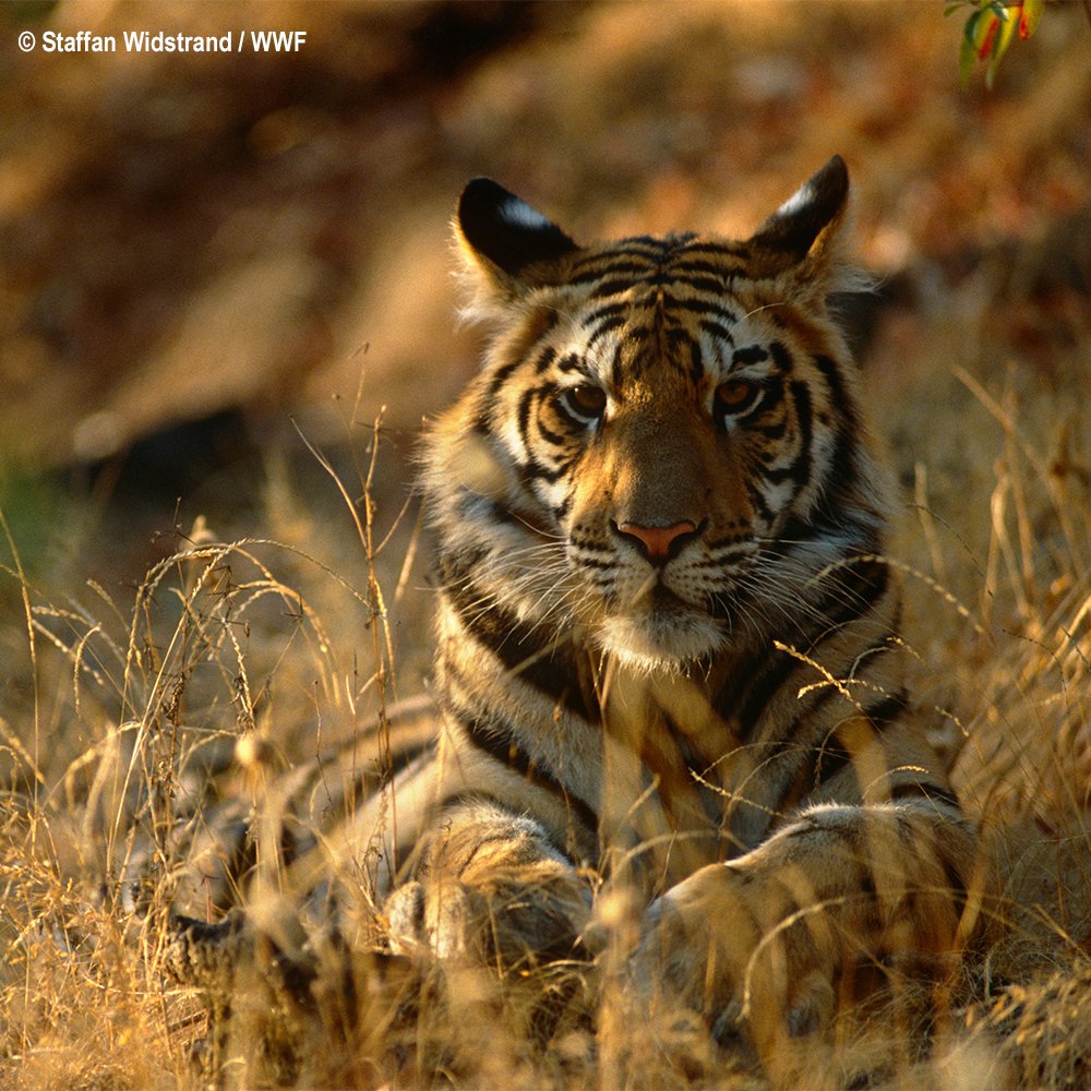 ¡También hay buenas noticias para el tigre! En el Parque Nacional Real de Manas, en Bután, su población se ha duplicado en tan sólo 6 años, hasta 22 tigres 🐅 
Ayúdanos a protegerlos
traficoespecies.wwf.es/ponte-en-su-pi… #STOPtraficoespecies