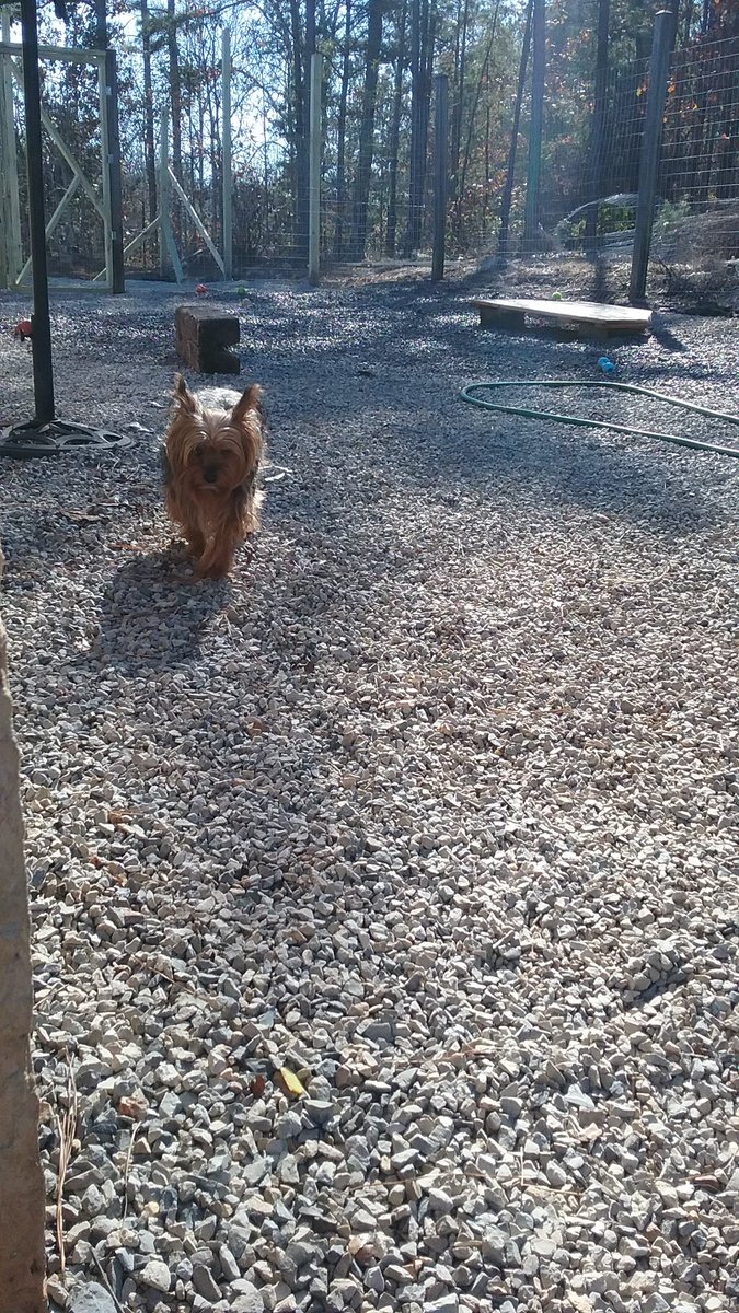 Big River Kennels (bigriverkennels) Twitter