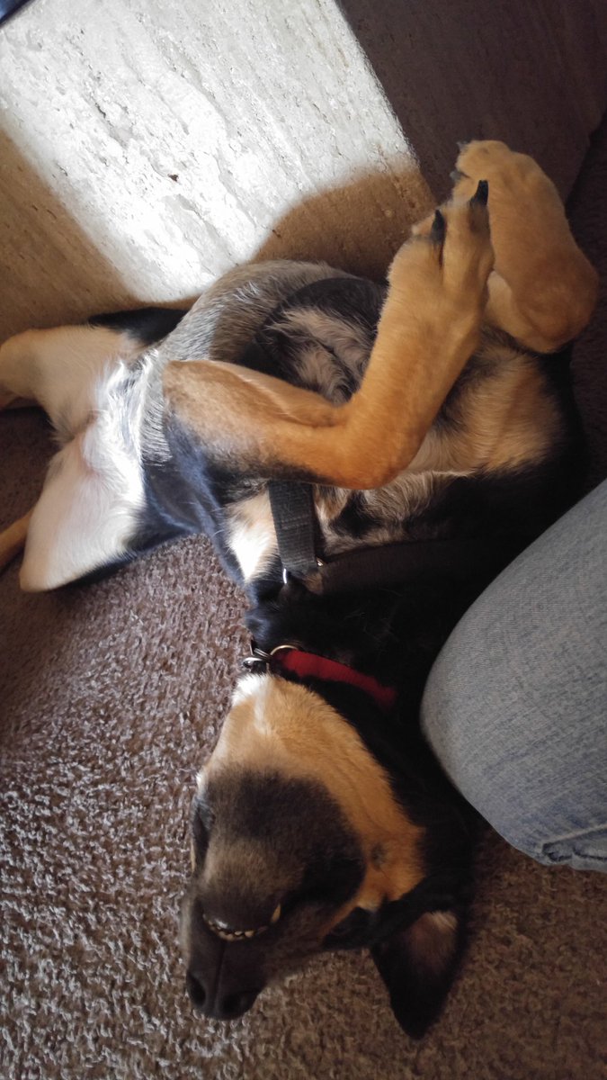 alexandrabird13's tweet photo. What we all want to do on a long holiday weekend! #RescueDogsRock #FaceBark #PennyLane https://t.co/GBnQ4TWhIe