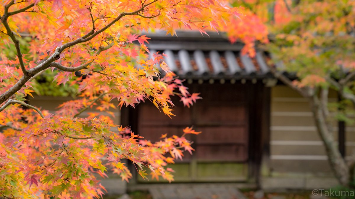 Takuma 永観堂禅林寺 本当に紅葉が綺麗でデスクトップの壁紙にぴったり 京都 永観堂禅林寺 紅葉 Kyoto Sonya7ii ii Sonyimages 写真撮ってる人と繋がりたい