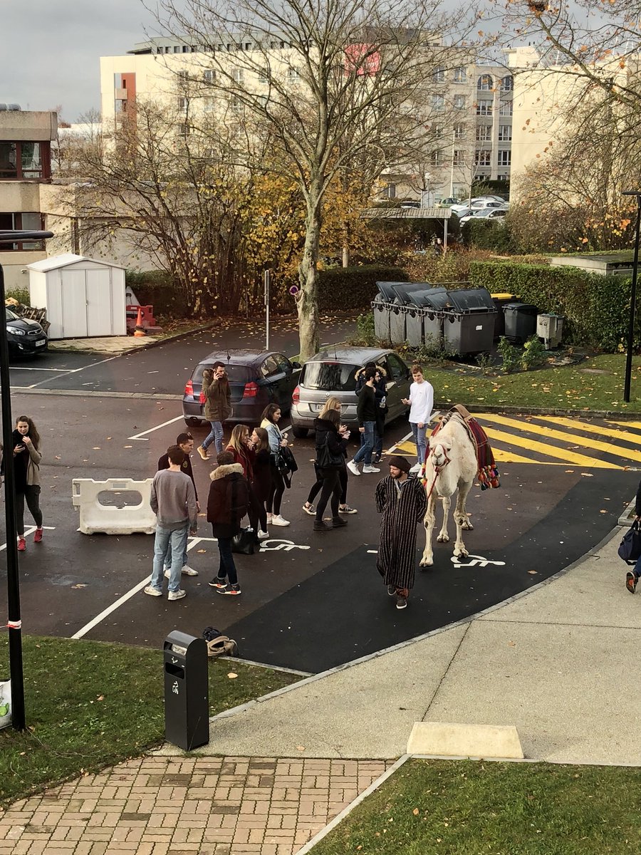 JCHAUGUEL's tweet image. Un dromadaire 🐪 sur le campus de Caen de l’@EMNormandie : c’est possible!