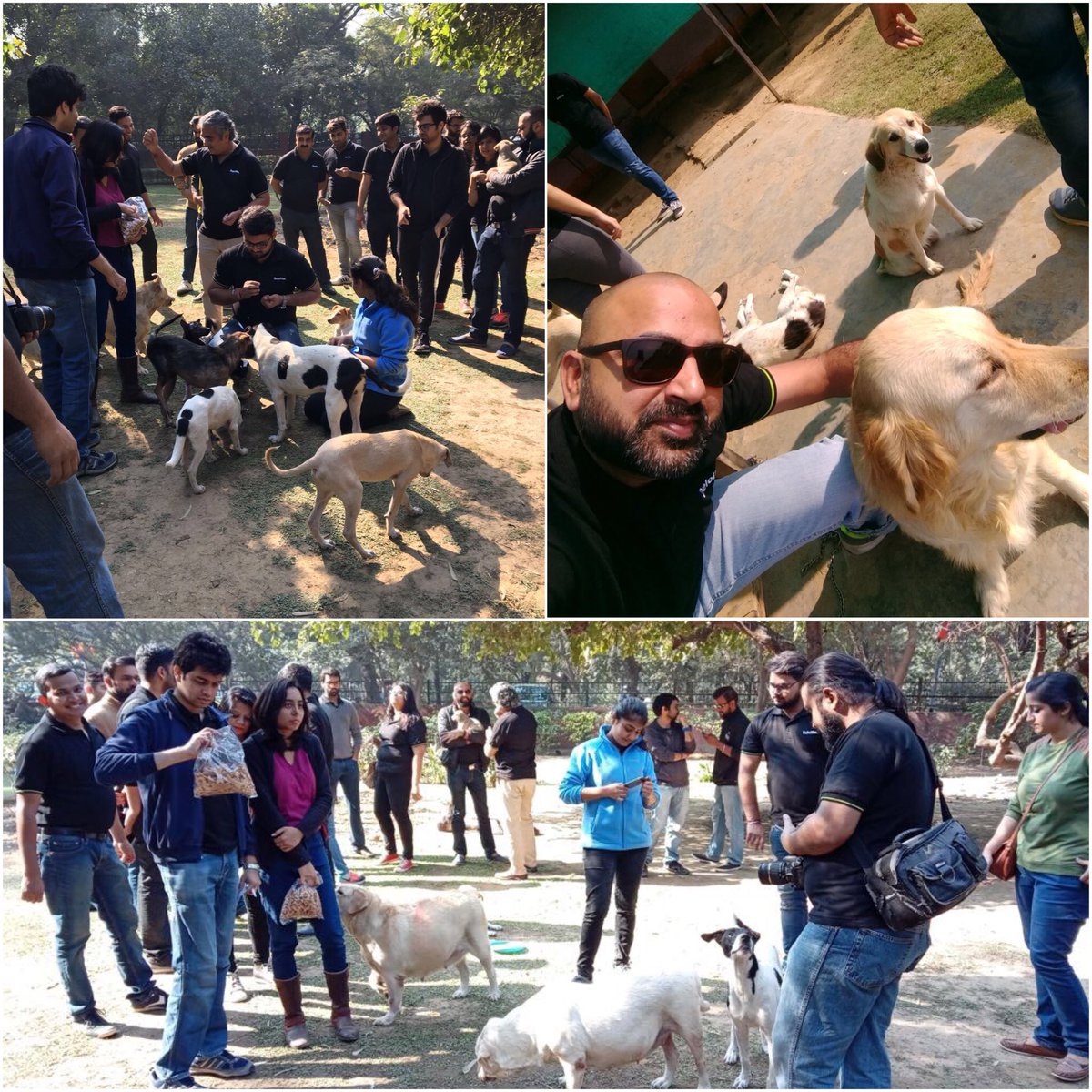 DeloitteIndia's tweet photo. Even the #petlovers found a way to celebrate #impactday2017 with their best friends! https://t.co/P9khOa0vRE