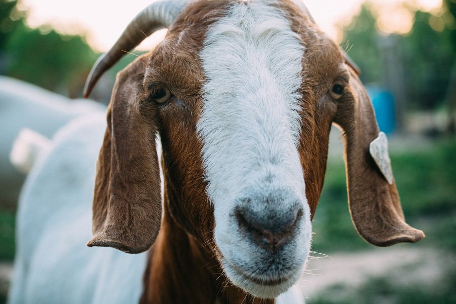 eyesEdinburgh's tweet photo. #FunFactFriday #Goats have rectangular pupils, giving them a wide field of vision. Their eyes can swivel by 50 degrees (10x more than us). https://t.co/CbYOAWV34P