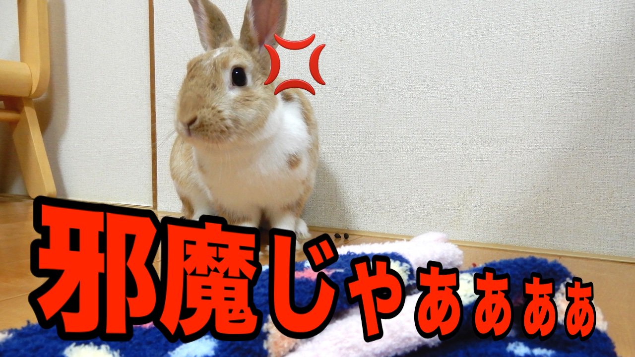 面白いぺット Twitter Search Twitter