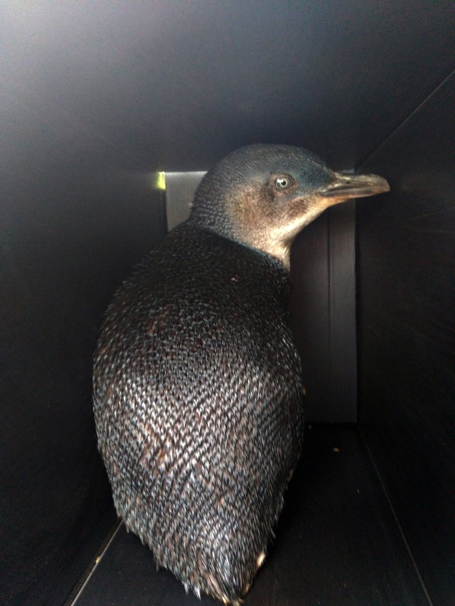 Gaia_for_GAIA's tweet photo. #60DaysOfFieldwork Day 46 “Hey, human! Was this the right way to my nest?” “No dear, wrong choice! But I’ll put you back into your nest anyway” https://t.co/YL3gWdEtnZ
