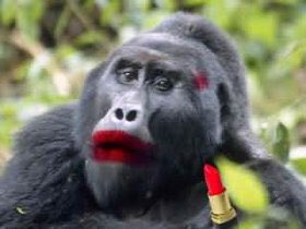 The Gorilla girls are out to lunch with <a href="/dwTheTravelSnob/">TheTravelSnob</a> - best get the lippy on #bestmanintravel
