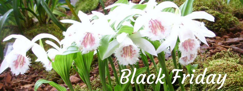 HardyOrchid's tweet photo. Great offer on Pleione Hardy Orchids for #BlackFriday at Phytesia Garden Orchid UK https://t.co/cqYoq6S5M8 https://t.co/G5X1l4IzYg