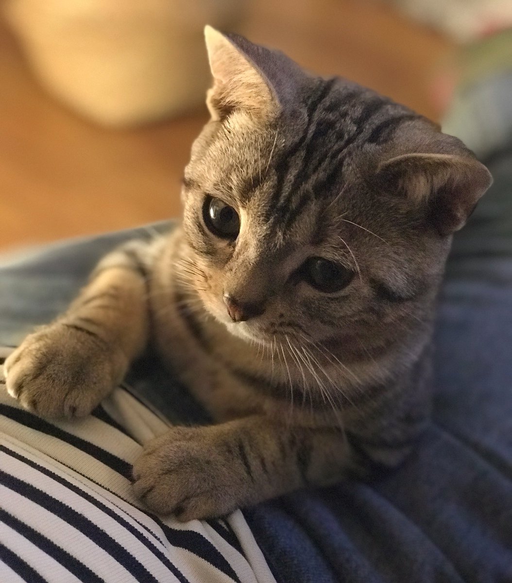 인물사진 모드로 찍은 우리집 막내