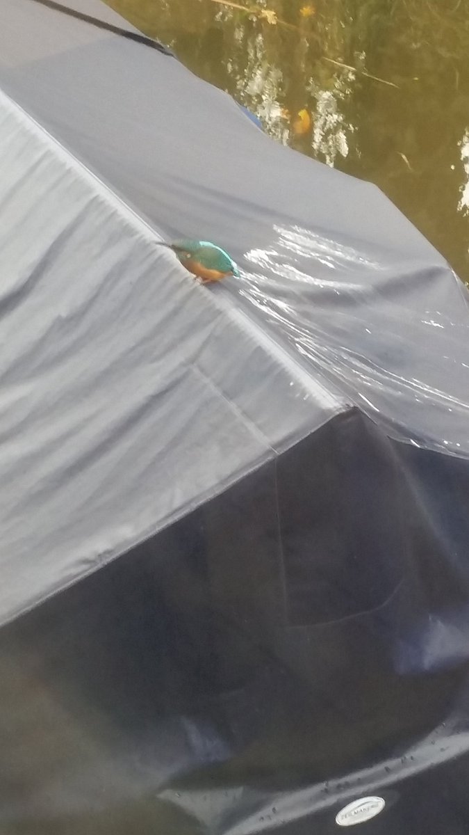 Sinds een week hebben een een vaste bezoeker naast onze woonark. Het is jammer dat hij/zij de boel niet schoonmaakt.#aalsmeer