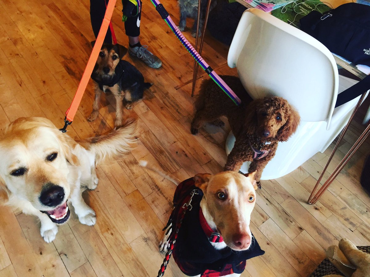shopdogn8's tweet photo. Squad goals https://t.co/a1p5RYIkSP