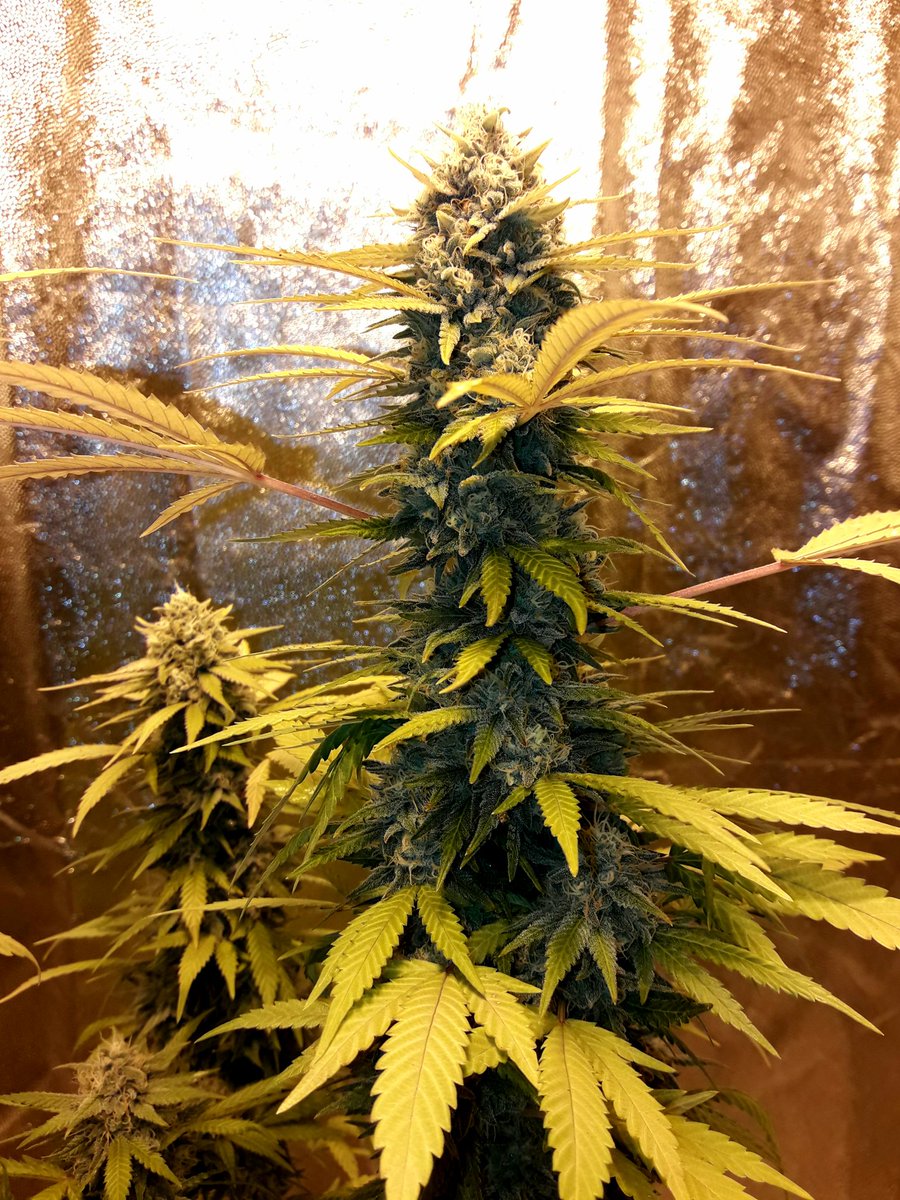 Apez140's tweet photo. @GreenbudSeeds Weed Weekend #GreatCrew,
#ChocoCandy #SecondLife #HPS600WTS @LUMiiLighting, #OrganicCrop, Sust. #Professional @VitaLinkEU, #RefPet #LightHouseMAX @LighthouseTents, @HydroGardenLtd.
Happiness, Peace and Seeds;-))) https://t.co/8AXGuO9w3v