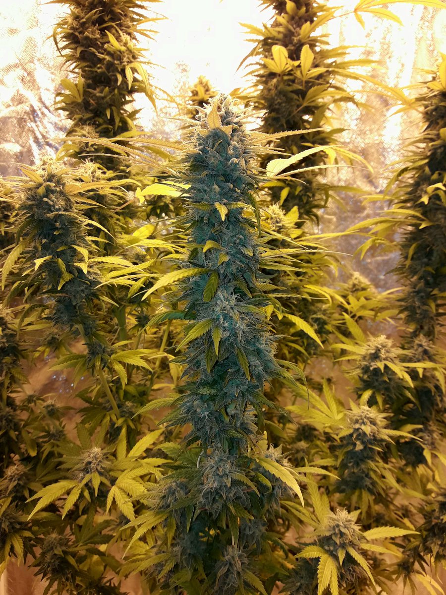 Apez140's tweet photo. @GreenbudSeeds Weed Weekend #GreatCrew,
#ChocoCandy #SecondLife #HPS600WTS @LUMiiLighting, #OrganicCrop, Sust. #Professional @VitaLinkEU, #RefPet #LightHouseMAX @LighthouseTents, @HydroGardenLtd.
Happiness, Peace and Seeds;-))) https://t.co/8AXGuO9w3v