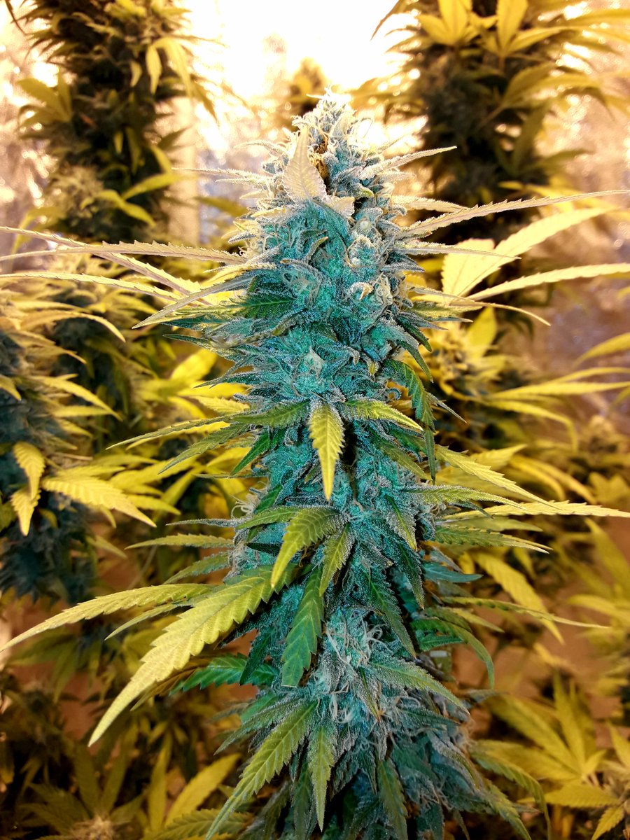 Apez140's tweet photo. @GreenbudSeeds Weed Weekend #GreatCrew,
#ChocoCandy #SecondLife #HPS600WTS @LUMiiLighting, #OrganicCrop, Sust. #Professional @VitaLinkEU, #RefPet #LightHouseMAX @LighthouseTents, @HydroGardenLtd.
Happiness, Peace and Seeds;-))) https://t.co/8AXGuO9w3v