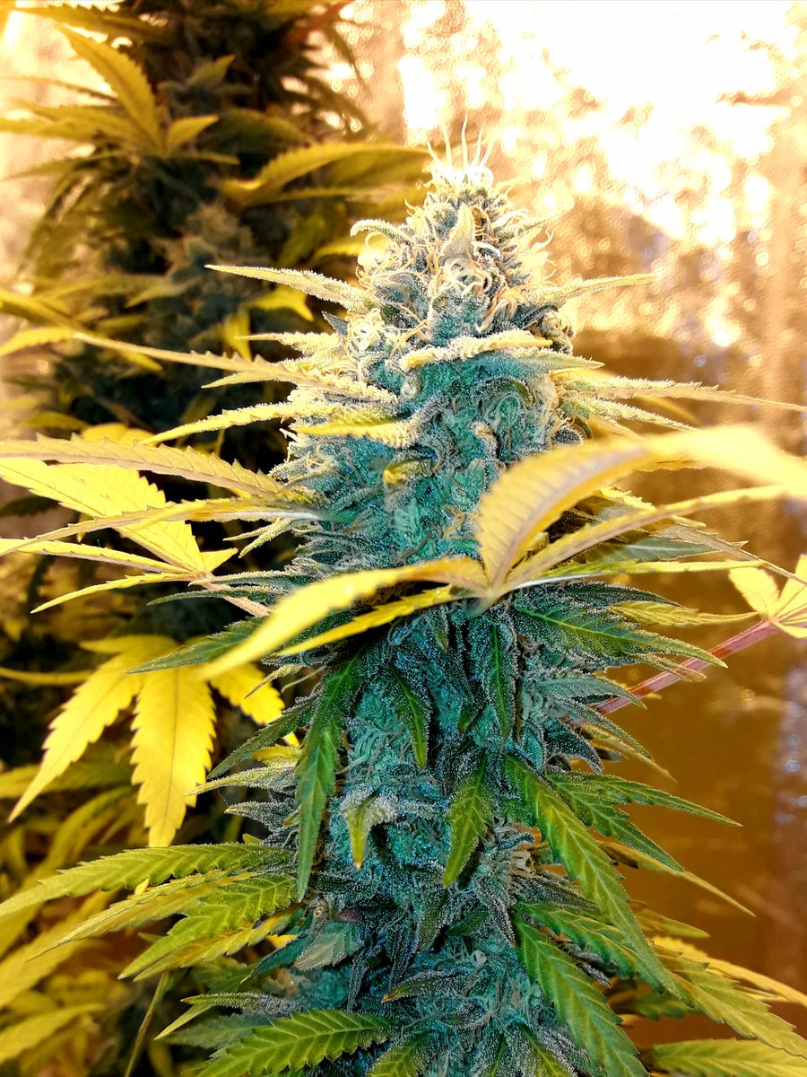 Apez140's tweet photo. @GreenbudSeeds Weed Weekend #GreatCrew,
#ChocoCandy #SecondLife #HPS600WTS @LUMiiLighting, #OrganicCrop, Sust. #Professional @VitaLinkEU, #RefPet #LightHouseMAX @LighthouseTents, @HydroGardenLtd.
Happiness, Peace and Seeds;-))) https://t.co/8AXGuO9w3v