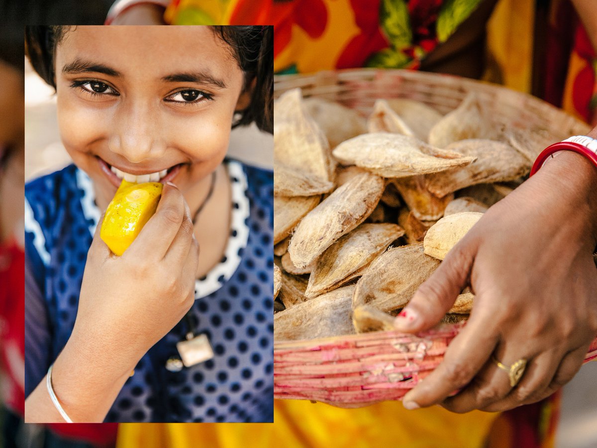 지난 5월, 인도 자무이 지역의 소녀들을 위한 렛츠 러브 캠페인 사진을 찍었습니다. 인도에서도 1인당 GDP가 가장 낮은 자무이의 여자아이들에게는 기본적인 교육의 기회조차 쉽게 다가오지 않습니다. 프리메라는 2014년부터 인도인들이 성스럽고 소중히 여기는 망고나무를 선물하고 있습니다.